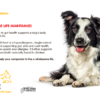 Lionel's Choice - Adult Dog Food - Image 4