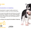 Lionel's Choice - Puppy Dog Food - Image 4